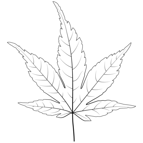 Japanese Maple Leaf Coloring Page